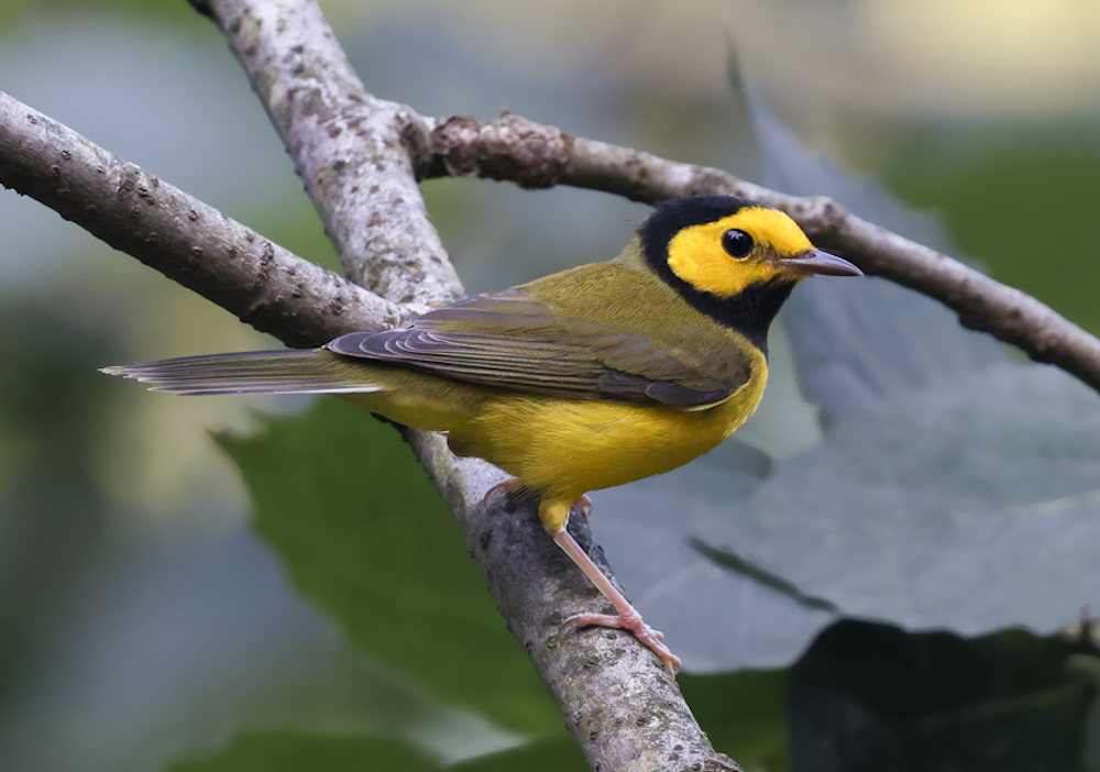 Hooded Warbler (fall male)