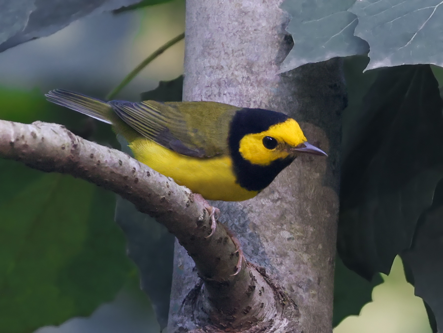 Hooded Warbler (fall male)