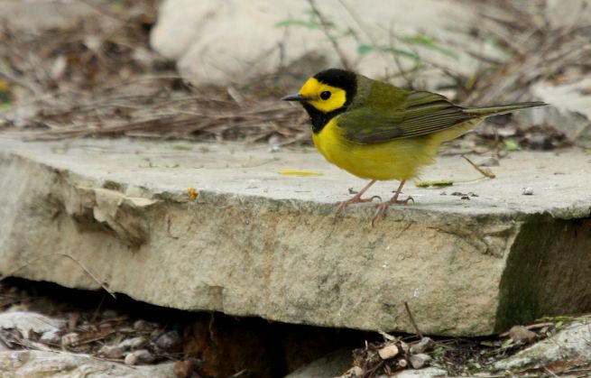 Hooded Warbler photo #8