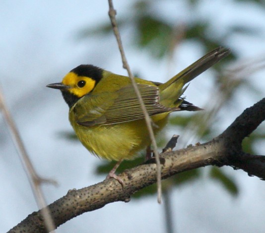 Hooded Warbler photo #5