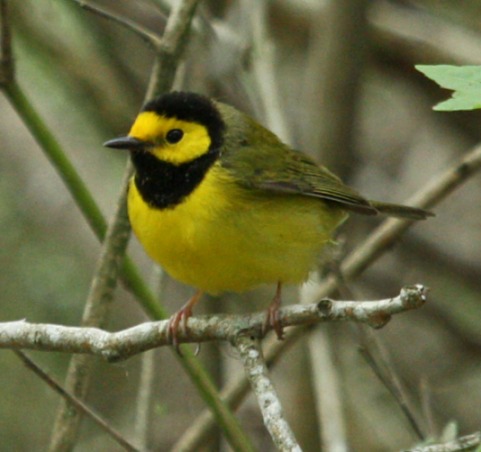 Hooded Warbler photo #7