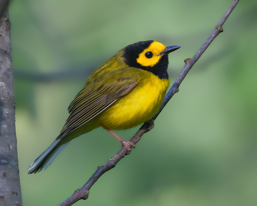 Hooded Warbler