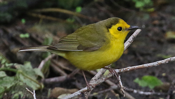 Hooded Warbler