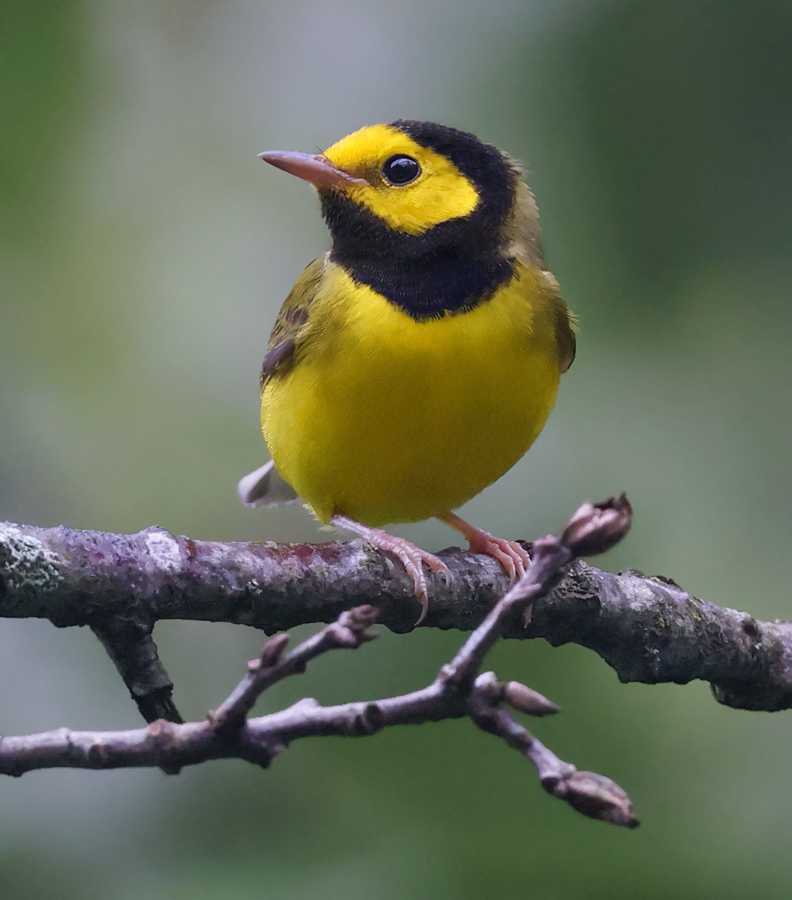 Hooded Warbler (fall male)