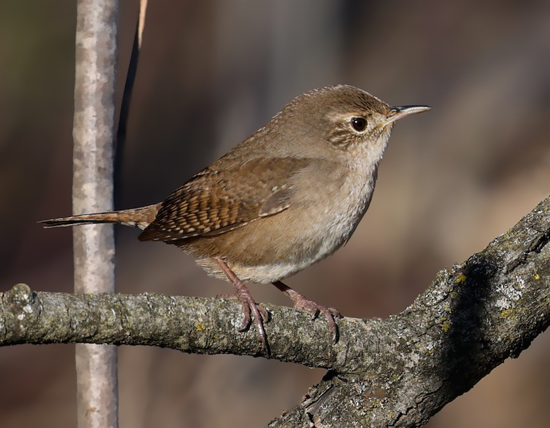House Wren