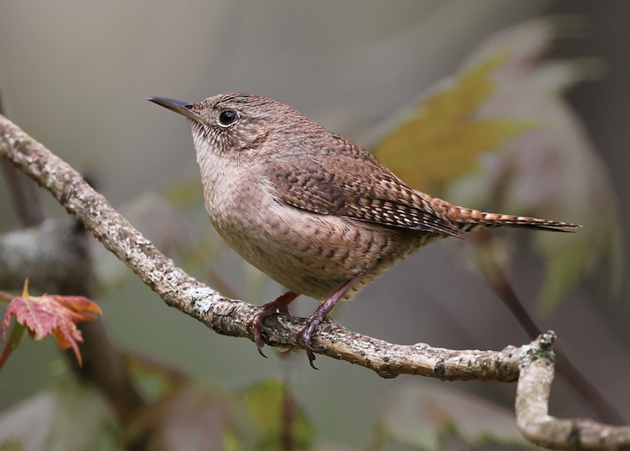 House Wren