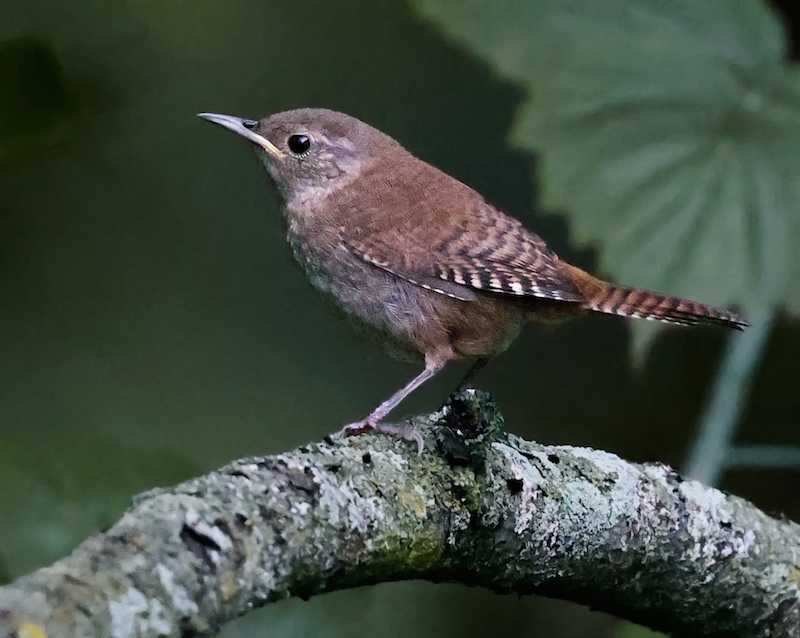House Wren