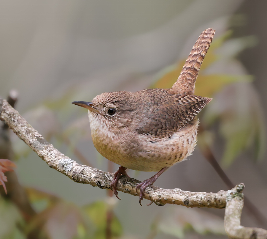 House Wren