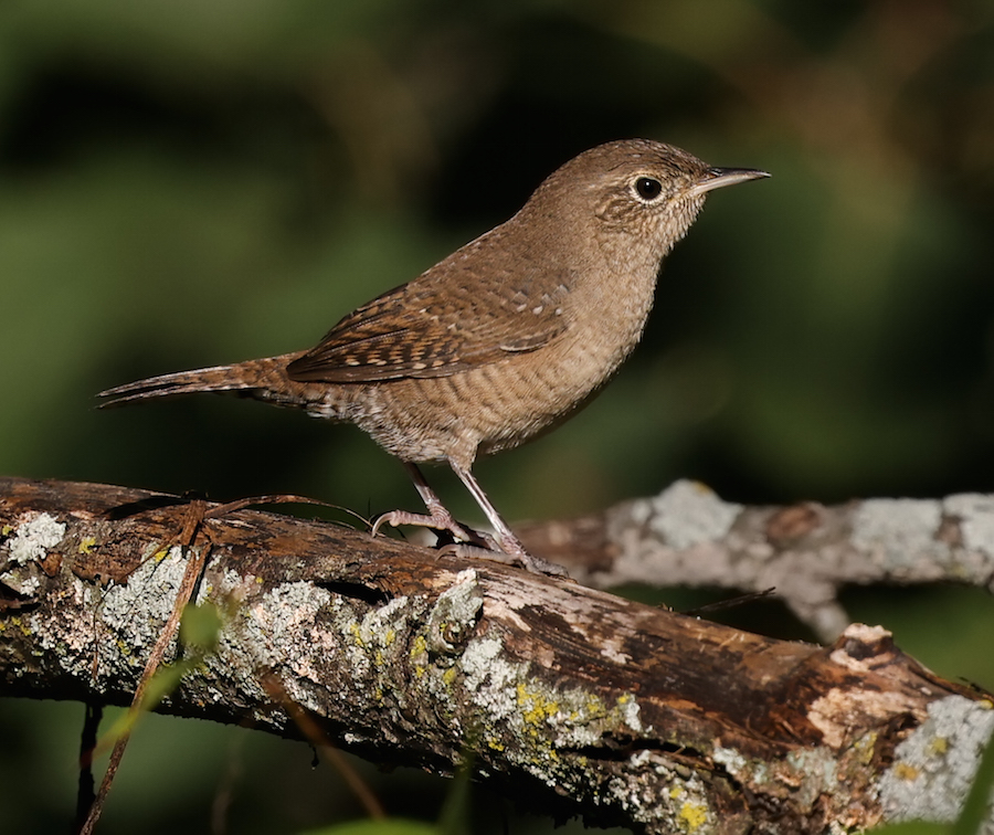 House Wren
