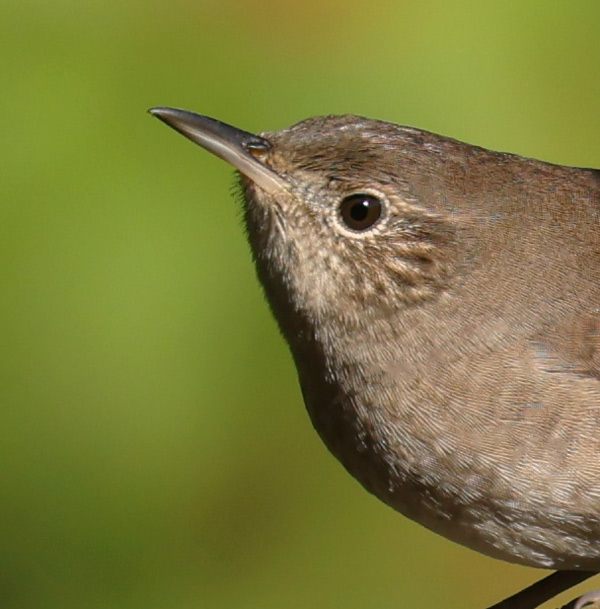 House Wren St. Joe County, Michigan and Elkhart County, Indiana