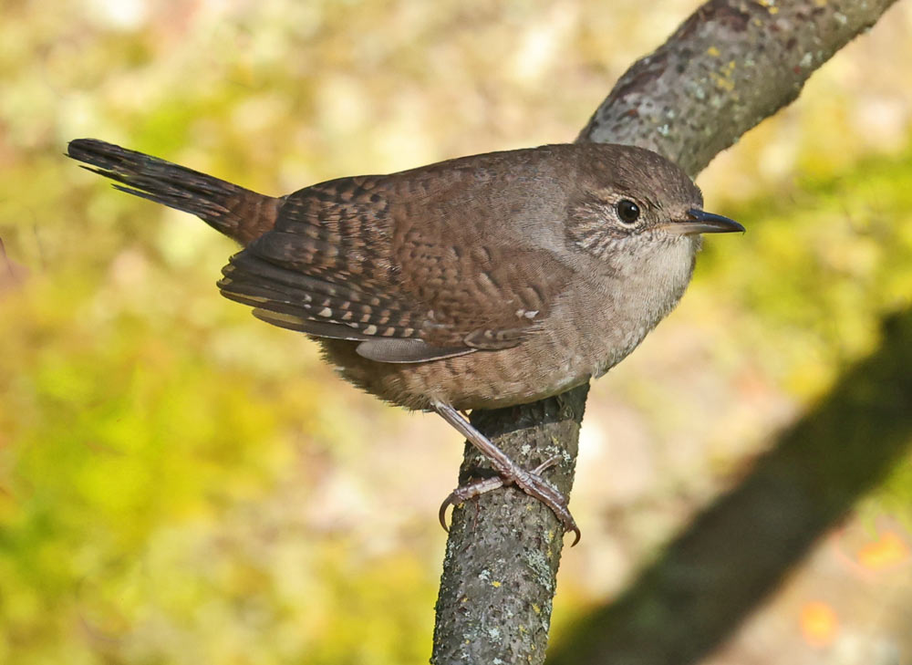 House Wren St. Joe County, Michigan and Elkhart County, Indiana