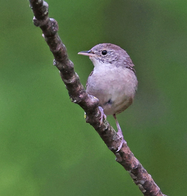 House Wren St. Joe County, Michigan and Elkhart County, Indiana