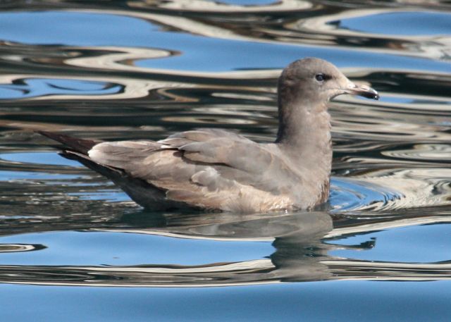 Heermann's Gull