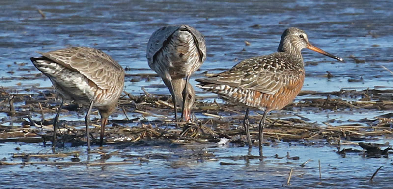 Hudsonian Godwit