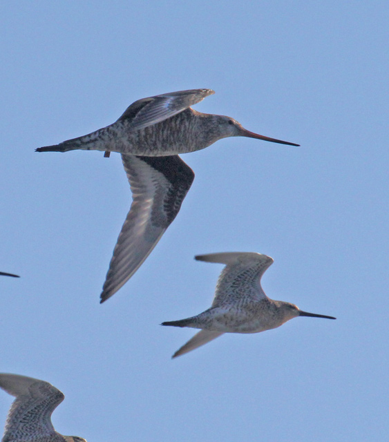Hudsonian Godwit