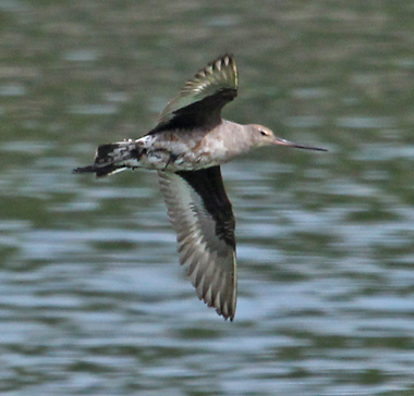 Hudsonian Godwit
