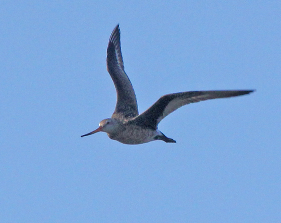 Hudsonian Godwit