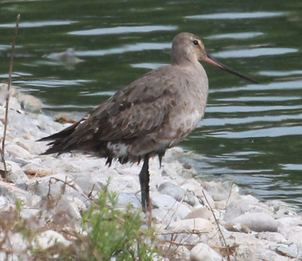Hudsonian Godwit