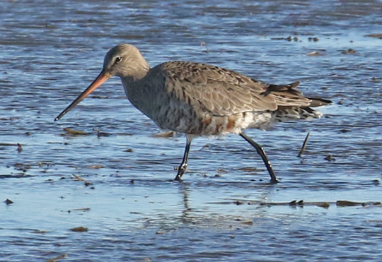 Hudsonian Godwit