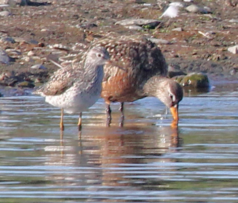 Hudsonian Godwit
