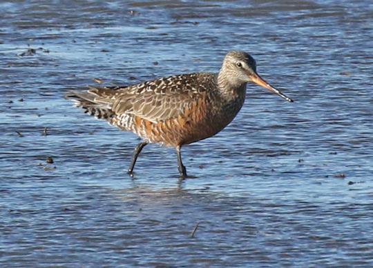 Hudsonian Godwit