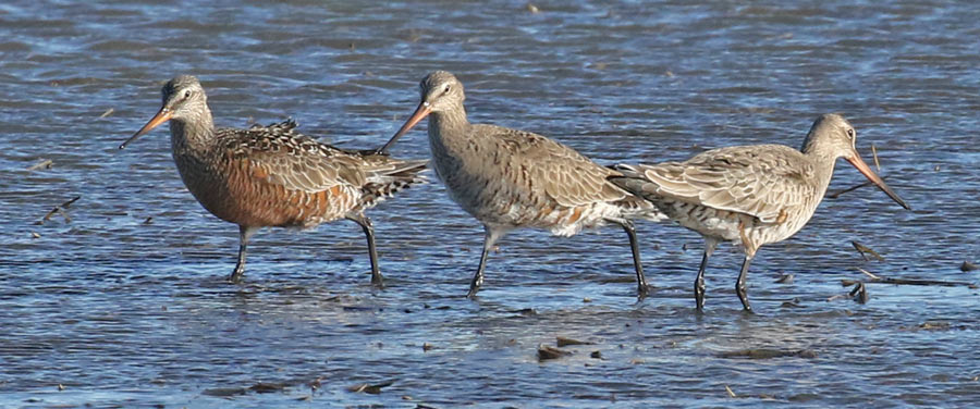 Hudsonian Godwit