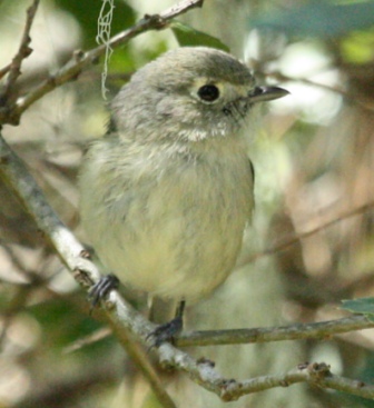 Hutton's Vireo photo #1
