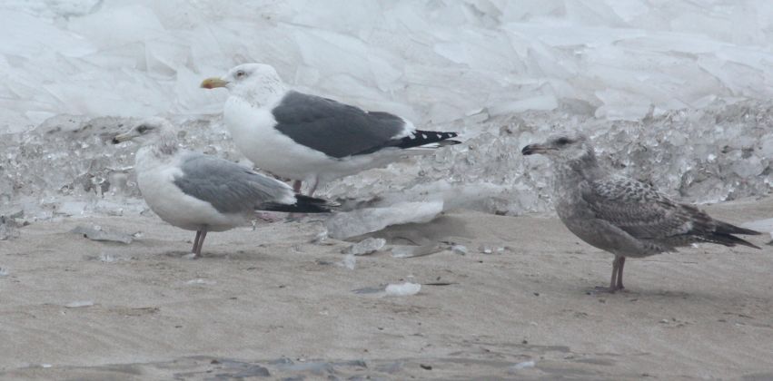 Probable Great Black-backed X Herring Gull hybrid (adult)