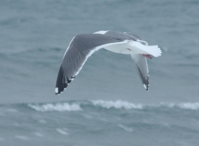 Probable Great Black-backed X Herring Gull hybrid (adult)
