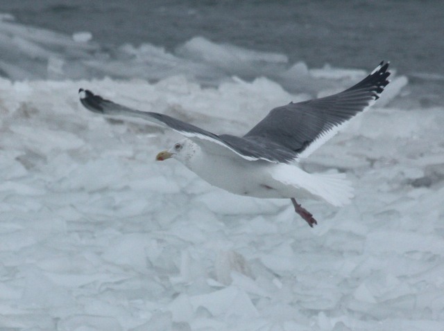 Probable Great Black-backed X Herring Gull hybrid (adult)