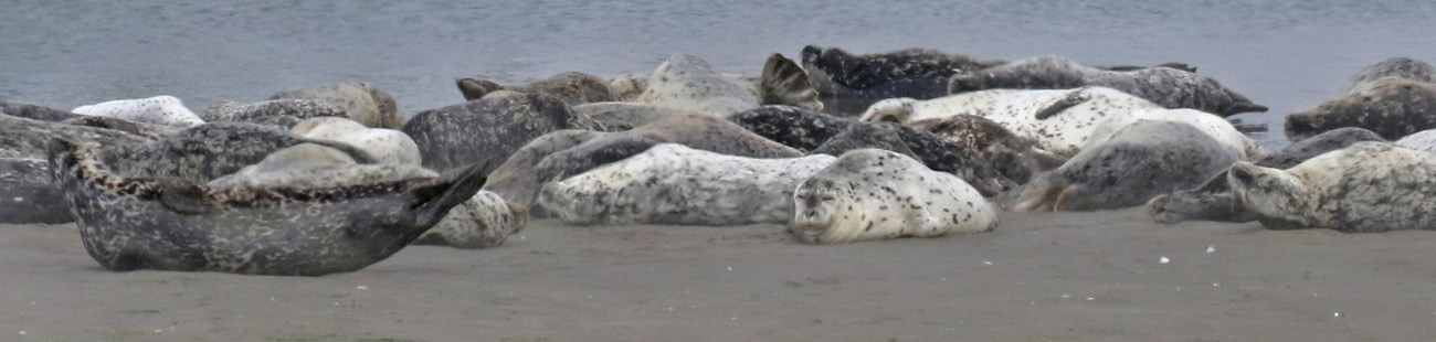 Harbor Seal
