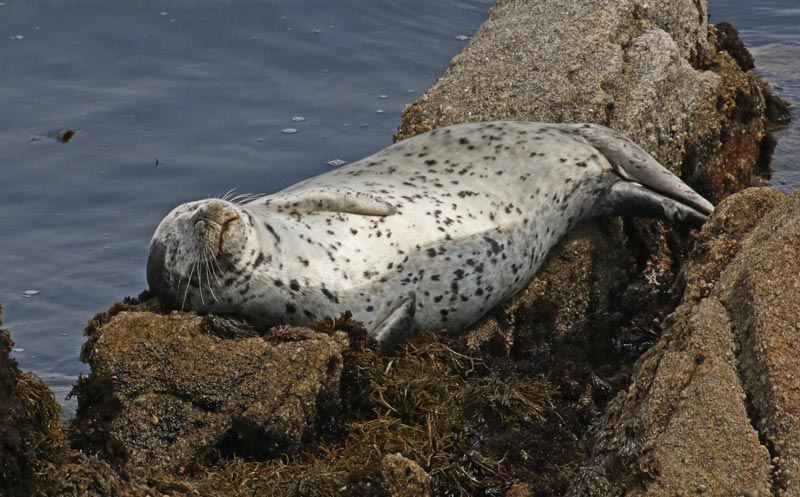 Harbor Seal