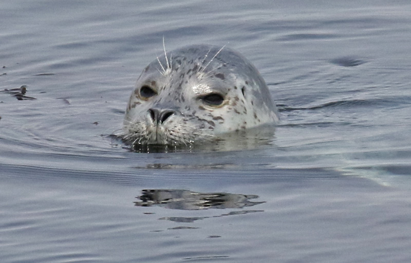 Harbor Seal