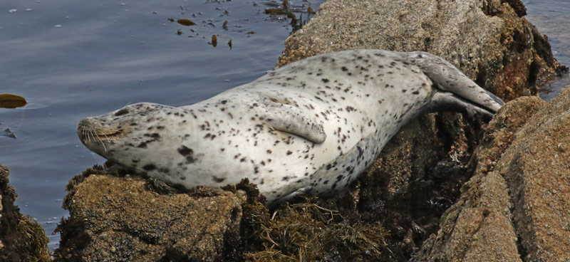Harbor Seal