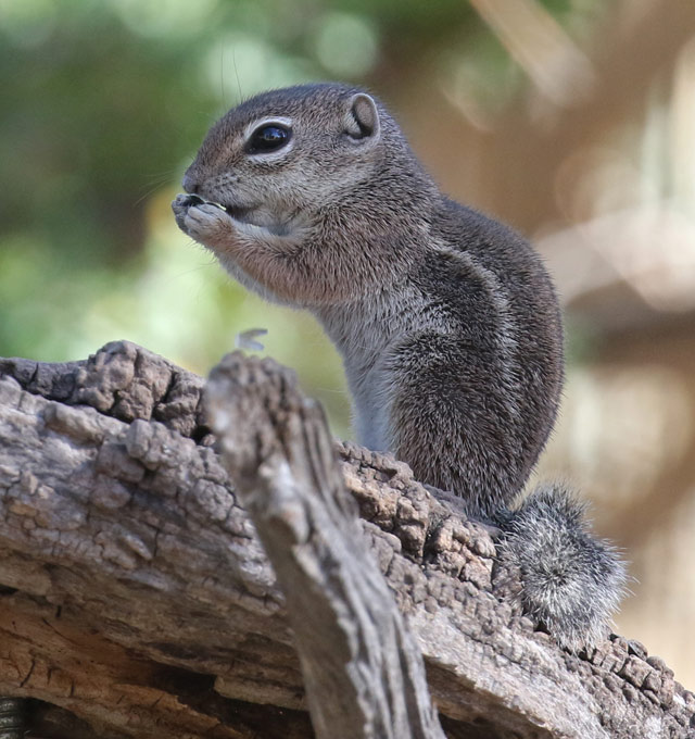 Rock Squirrel
