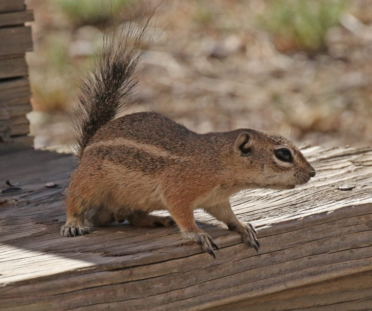 Rock Squirrel