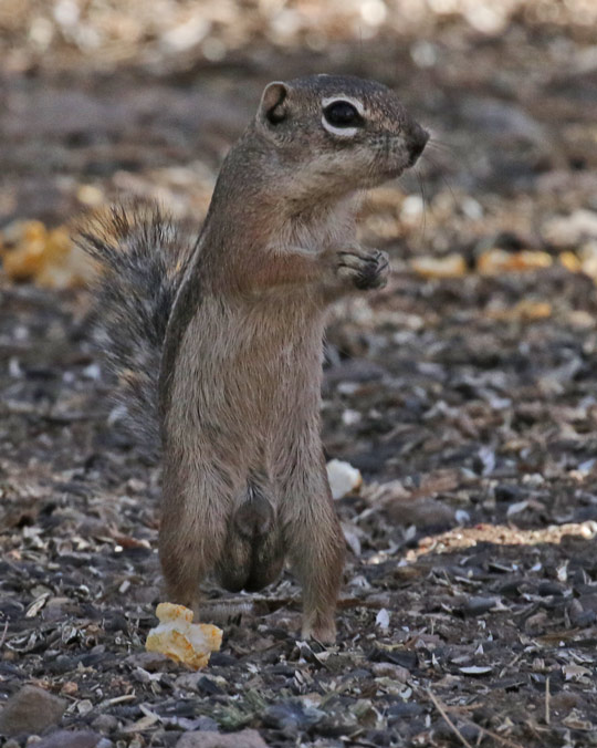 Rock Squirrel