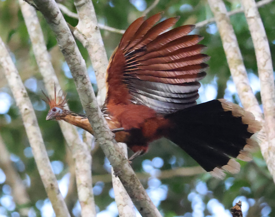 Hoatzin