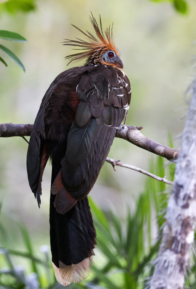Hoatzin