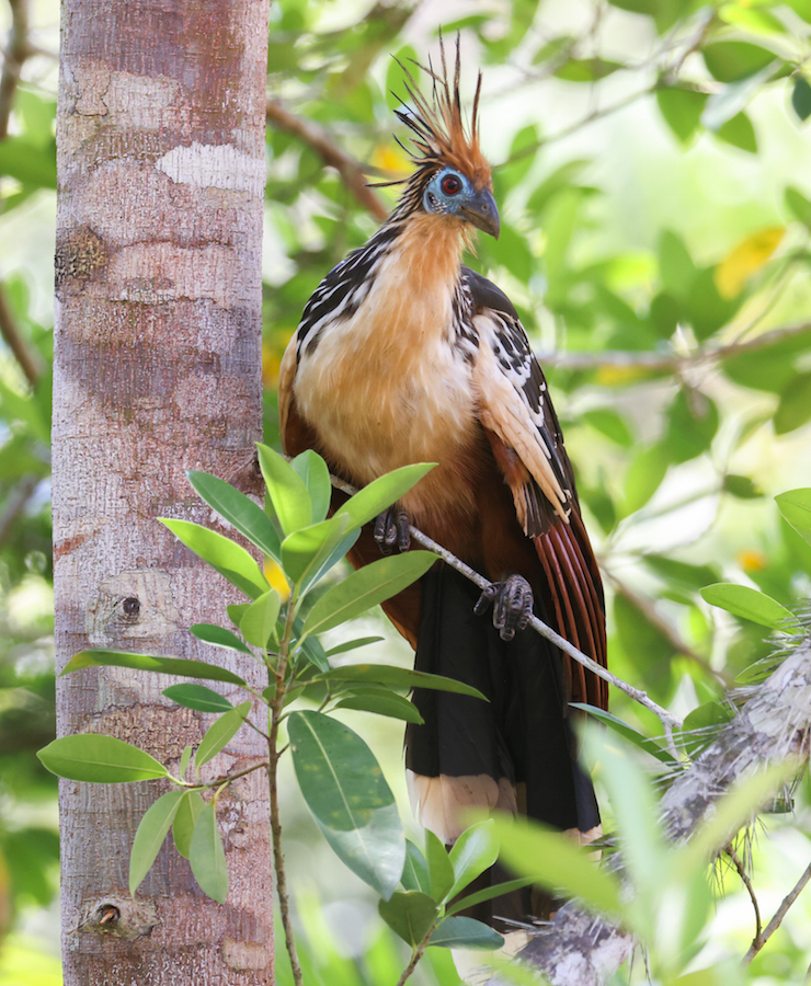 Hoatzin