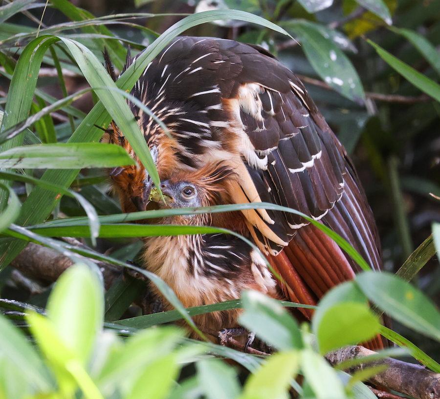 Hoatzin