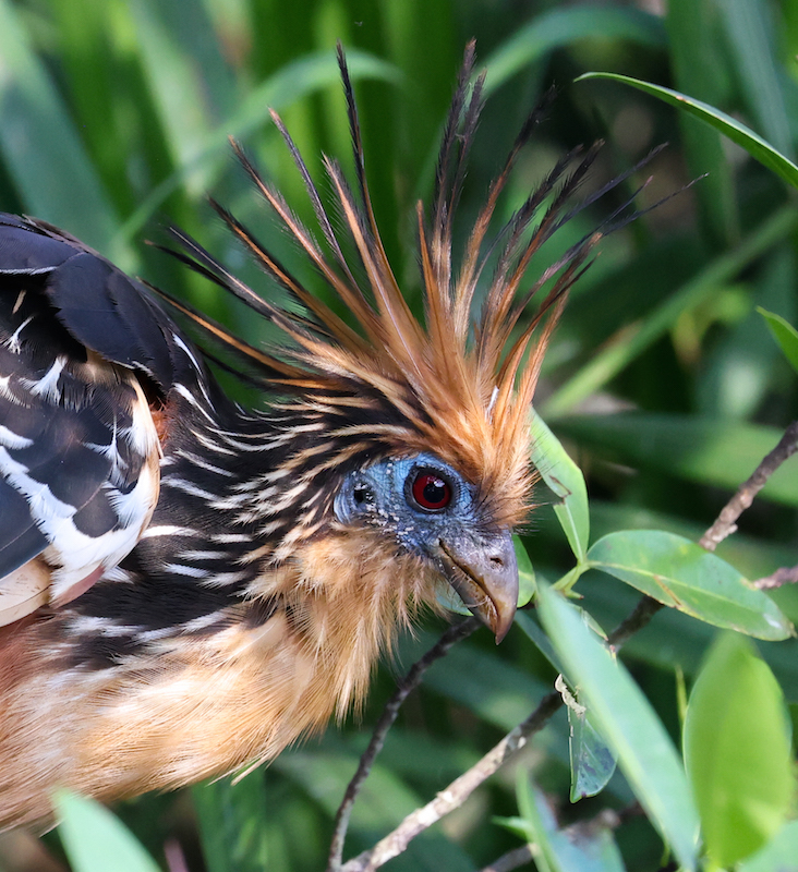 Hoatzin