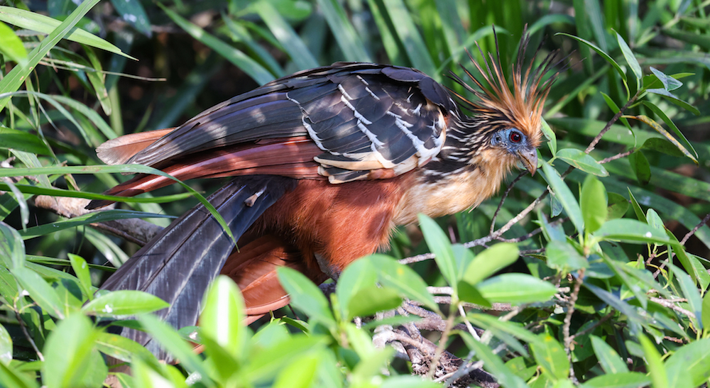 Hoatzin