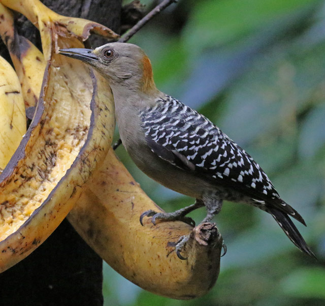 Hoffmann's Woodpecker
