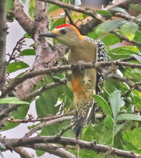 Hoffmann's Woodpecker