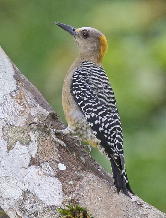 Hoffmann's Woodpecker
