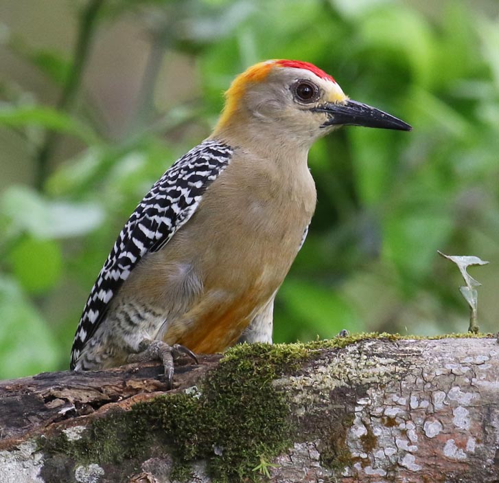 Hoffmann's Woodpecker
