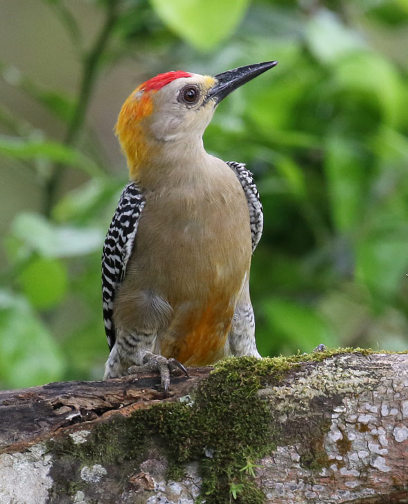 Hoffmann's Woodpecker