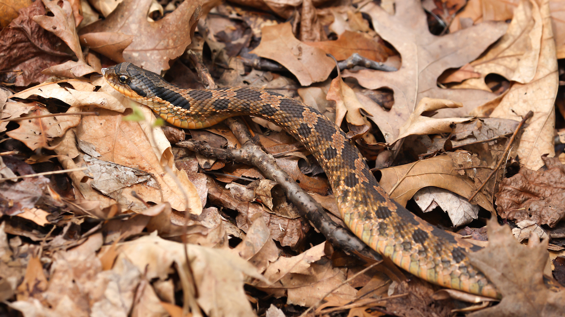 Eastern Hognose Snake