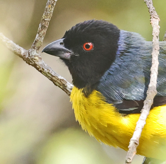 Hooded Mountain-tanager